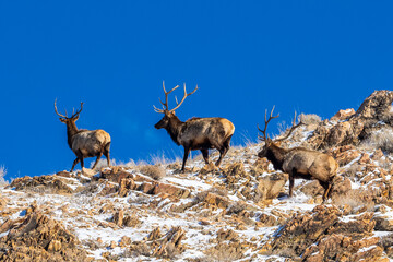 Elks on trails of Cannon Pointe mountain in Salt Lake City