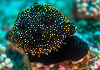 Black common egg cowrie (ovula ovum), Mauritius, Indian ocean