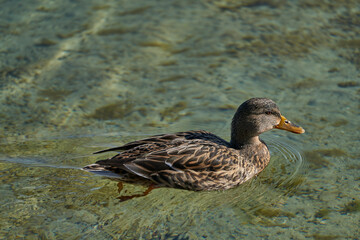 Ente im Fr&uuml;hling