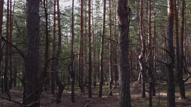 Dense mysterious pine forest with gnarled trees.