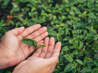 Woman hand plucking green tea tree picking bud young tender camellia sinensis leaves organic farm. Hand holding harvest plucking black green tea herbal agriculture. Woman work Black Tea farm harvest
