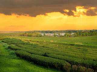 Green tea tree leaves field young tender bud herbal Green tea tree in camellia sinensis organic farm. Close up Fresh Tree tea plantations mountain green nature in herbal farm plant background morning