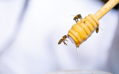 A bee on a honey stick collects honey close-up on a white background. Beekeeping, healthy food.