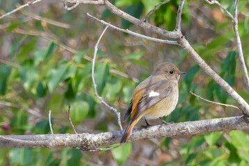 冬の公園で　ジョウビタキのメス