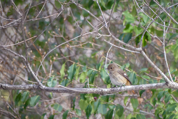 冬の公園で　ジョウビタキのメス