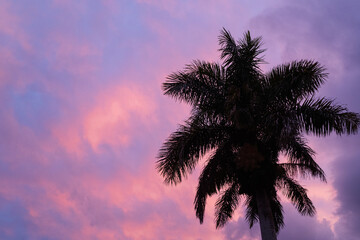 Fototapeta na wymiar Low Angle View Of Silhouette Palm Tree Against Dramatic purple pink blue Sky in Baja California Sur