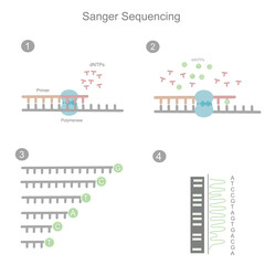 The workflow of Sanger sequencing in the first generation for investigating the DNA sequence of target sample that represent in four simple steps.