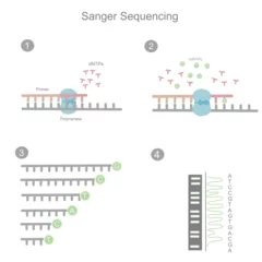 Fotobehang The workflow of Sanger sequencing in the first generation for investigating the DNA sequence of target sample that represent in four simple steps. © Jaitham