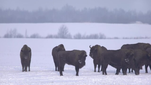 Herd of European bisons (bison bonasus) in winter landscape