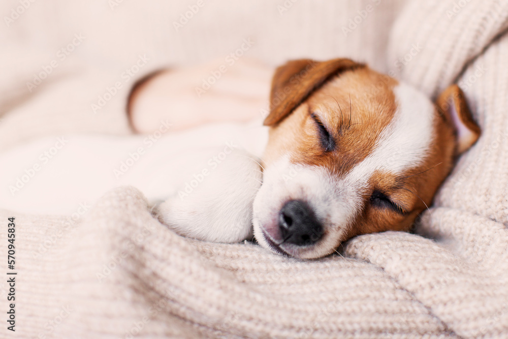 Poster Little puppy is lying in the arms of the owner