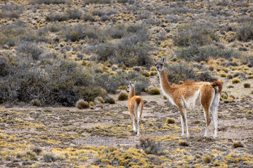 Guanacos in the Parque Patagonia in Argentina, South America