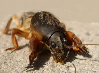 Gryllotalpa, insect pest mole cricket in the garden