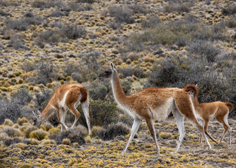 Naklejka na ściany i meble Guanacos in the Parque Patagonia in Argentina, South America