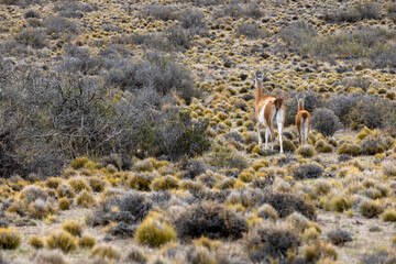 Guanacos in the Parque Patagonia in Argentina, South America