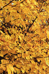linden tree with yellow leaves in autumn with good sunlight
