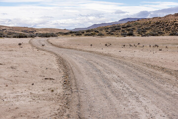 Ñandus in the Parque Patagonia in Argentina, South America