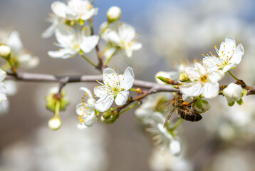 Bee on a flower of the white cherry blossoms. White flowers bloom in the trees. Spring landscape with blooming sakura tree. Beautiful blooming garden on a sunny day. Copy space for text.