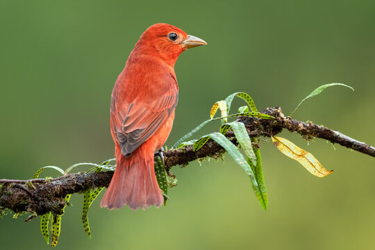 Summer Tanagers are medium-sized, chunky songbirds with big bodies and large heads. They have large, thick, blunt-tipped bills. Adult male Summer Tanagers are entirely bright red.