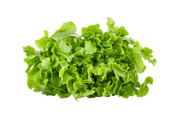 Obraz na płótnie Canvas Lettuce vegatable isolated on transparent png