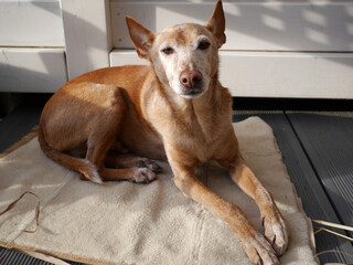Hunde Senior liegt in der Sonne auf einer warmen Decke - alter Hund bereits grau an Schnauze und Pfötchen