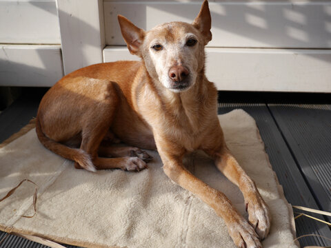 Senior Hund liegt in der Sonne auf einer warmen Decke - alter Hund, graues Fell an Schnauze und Pfoten
