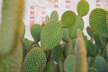 Close up of cactus plant
