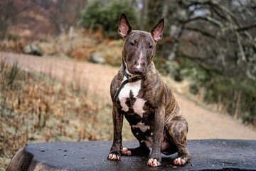 Bull Terrier
