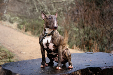 Bull Terrier