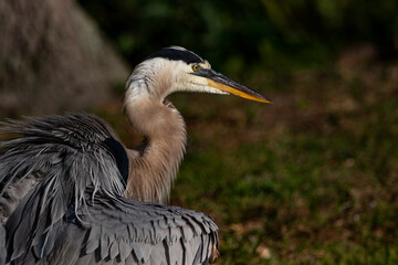 Juvenile Great Blue Heron shakes its feathers in natural portrait at wetlands in Florida