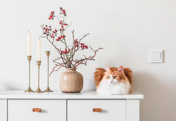 Beautiful red cat, ceramic vase decor, candles in candlesticks on a white chest of drawers in the...
