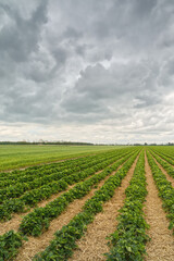 Fototapeta na wymiar Grządki wschodzących truskawek i ich zielone liście na dużym polu uprawnym przy pochmurnej pogodzie.