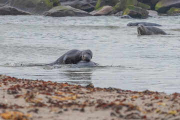 Fototapeta premium Phoca vitulina - Harbor Seal - on the beach and in the sea on the island of Dune in Germany. Wild foto.