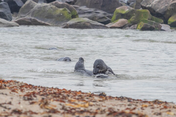 Obraz premium Phoca vitulina - Harbor Seal - on the beach and in the sea on the island of Dune in Germany. Wild foto.
