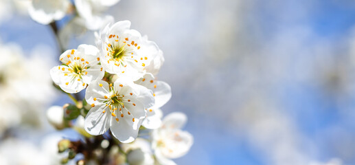 White flowers bloom in the trees. Spring landscape with blooming sakura tree. Beautiful blooming garden on a sunny day. Copy space for text.