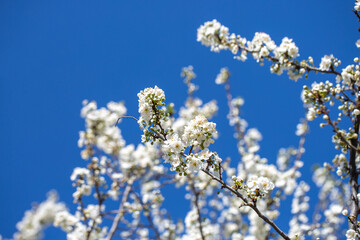 White flowers bloom in the trees. Spring landscape with blooming sakura tree. Beautiful blooming garden on a sunny day. Copy space for text.