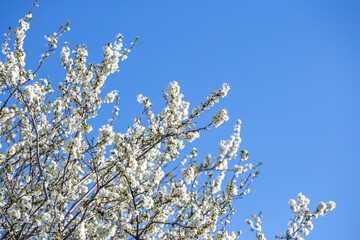White flowers bloom in the trees. Spring landscape with blooming sakura tree. Beautiful blooming garden on a sunny day. Copy space for text.