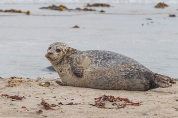 Phoca vitulina - Harbor Seal - on the beach and in the sea on the island of Dune in Germany. Wild foto. - obrazy, fototapety, plakaty