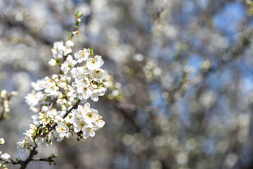 White flowers bloom in the trees. Spring landscape with blooming sakura tree. Beautiful blooming garden on a sunny day. Copy space for text.