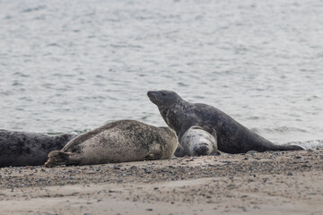 Phoca vitulina - Harbor Seal - on the beach and in the sea on the island of Dune in Germany. Wild foto.