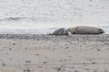 Phoca vitulina - Harbor Seal - on the beach and in the sea on the island of Dune in Germany. Wild foto.