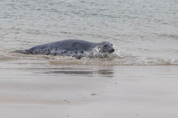 Fototapeta premium Phoca vitulina - Harbor Seal - on the beach and in the sea on the island of Dune in Germany. Wild foto.