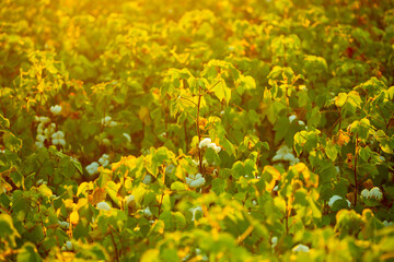 The cotton plant is grown in the field for industrial purposes. Close-up cotton flower in the light of the setting sun. Background with copy space and place for text.