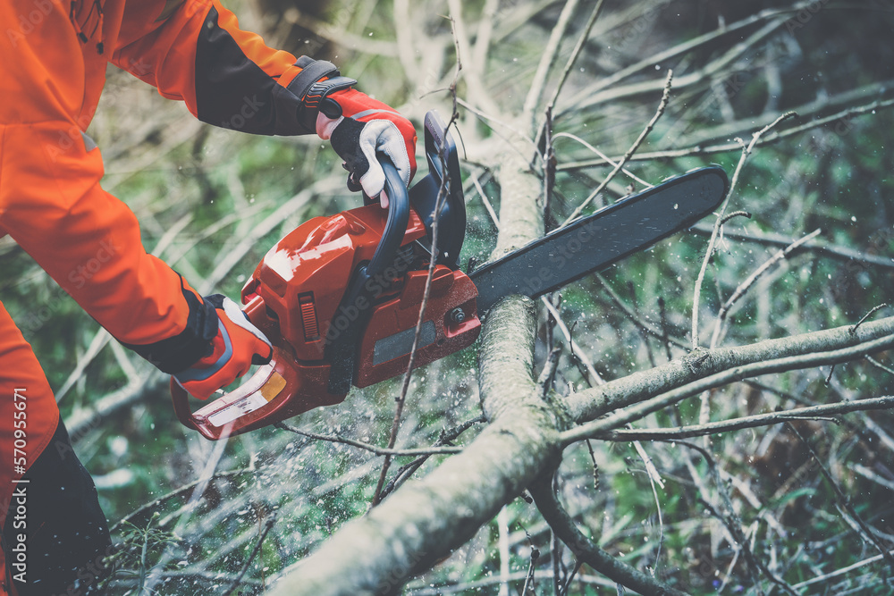 Wall mural Man holding a chainsaw and cut trees. Lumberjack at work wears orange personal protective equipment. Gardener working outdoor in the forest. Security professionalism occupation forestry worker concept