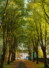 Line of autumanl trees, Church Street, Lochwinnoch, Renfrewshire, Scotland, UK