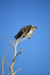 Osprey perched on a limb