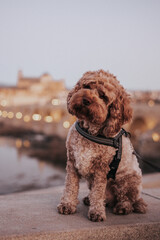 Cockapoo dog in Cordoba, Spain