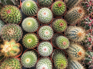 Fototapeta premium small cacti and succulent plants in cactus garden