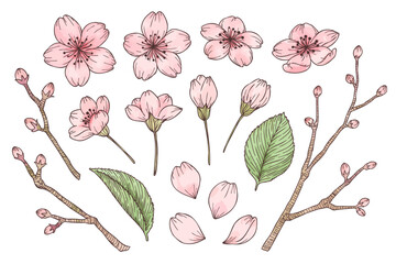 桜の水彩風パーツイラストセット　主線あり、ベクター