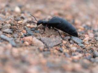 oil beetle on the ground