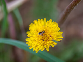 bee on yellow flower